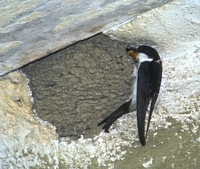 Delichon urbica - Northern House-Martin