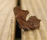 Image of: Polygonia comma