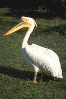 Pelecanus onocrotalus - Great White Pelican