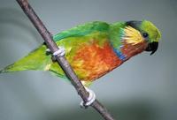 Psittaculirostris edwardsii - Edwards's Fig-Parrot