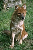 Cuon alpinus - Asiatic Red Dog