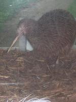 Image of: Apteryx australis (brown kiwi)