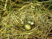 Image of: Chlidonias niger (black tern)