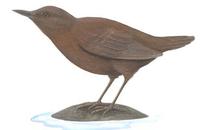 Image of: Cinclus pallasii (brown dipper)