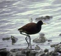 Image of: Jacana spinosa (northern jacana)