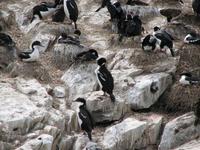 Image of: Phalacrocorax atriceps (imperial shag)