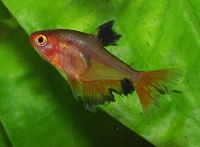 Hyphessobrycon eques - Blood Characin