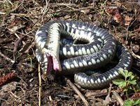 Natrix natrix - Grass Snake