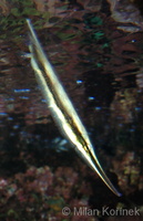 Aeoliscus strigatus