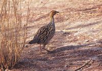 Painted Francolin - Francolinus pictus