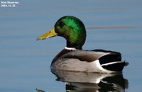 Mallard - Anas platyrhynchos