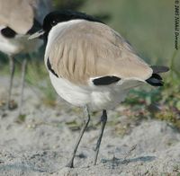 River Lapwing - Vanellus duvaucelii