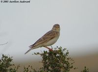 Lesser Short-toed Lark - Calandrella rufescens