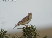 Lesser Short-toed Lark - Calandrella rufescens