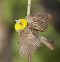 Sakalava Weaver (Ploceus sakalava) photo