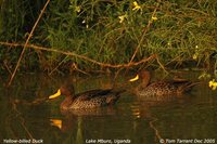 Yellow-billed Duck - Anas undulata