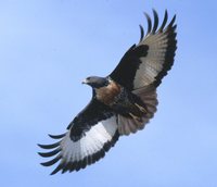 Jackal Buzzard - Buteo rufofuscus