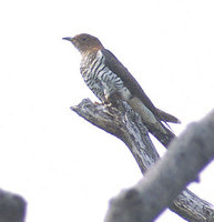 Little Cuckoo (Cuculus poliocephalus) photo