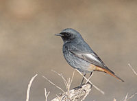 Black Redstart (Phoenicurus ochruros) photo