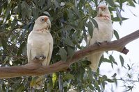 Long-billed Corella - Cacatua tenuirostris