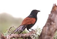 Madagascar Coucal - Centropus toulou