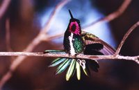 Stripe-breasted Starthroat - Heliomaster squamosus