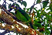 Fire-tufted Barbet - Psilopogon pyrolophus