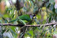 Fire-tufted Barbet - Psilopogon pyrolophus