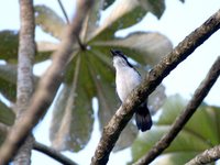 Great Antshrike - Taraba major