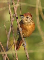 Barred Antshrike - Thamnophilus doliatus