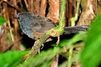 Slaty Bristlefront - Merulaxis ater