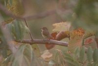 Tawny-crowned Pygmy-Tyrant - Euscarthmus meloryphus