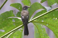 Short-crested Flycatcher - Myiarchus ferox