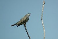 Cassin's Kingbird - Tyrannus vociferans