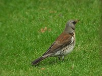 Fieldfare - Turdus pilaris