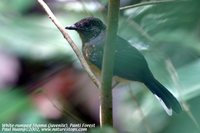 White-rumped Shama - Copsychus malabaricus