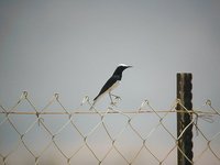 Hooded Wheatear - Oenanthe monacha