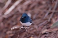 Leaden Flycatcher - Myiagra rubecula