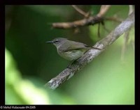 Large-billed Gerygone - Gerygone magnirostris