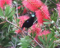 Amethyst Sunbird - Chalcomitra amethystina