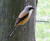 Long-tailed Shrike - Lanius schach