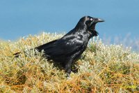 Australian Raven - Corvus coronoides