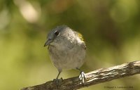 Green-tailed Warbler - Microligea palustris