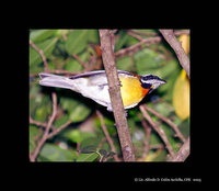 Puerto Rican Spindalis - Spindalis portoricensis