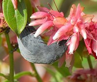 Slaty Flowerpiercer - Diglossa plumbea