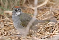 Green-tailed Towhee - Pipilo chlorurus