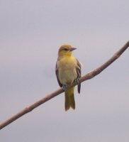 Bullock's Oriole - Icterus bullockii