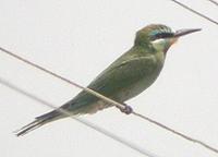 Blue-cheeked Bee-eater