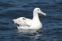 Snowy (Wandering) Albatross (Diomedea exulans)