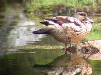 Crested Duck